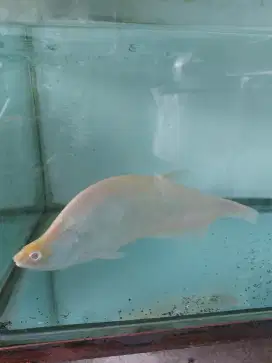 ikan pipih albino