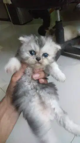 anak kucing persia flat nose