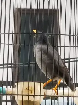 burung jalak kebo jantan
