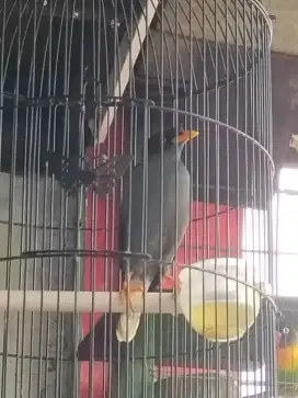burung jalak kebo kaki deket