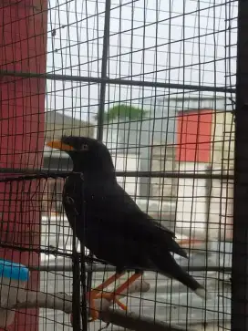 burung jalak kebo dewasa