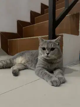 Kucing British Shorthair BSH Blue Tabby Betina Parent Import