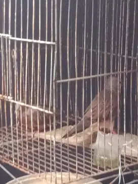 Jual tekukur betina 2 ekor lakaso Depok
