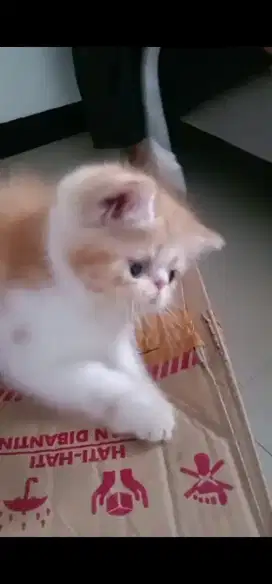 Lepas adopt kitten persia