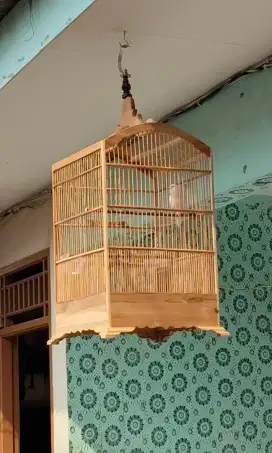 Kenari putih loper