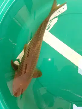 Ikan koi jenis Ochiba 47cm male eks juara