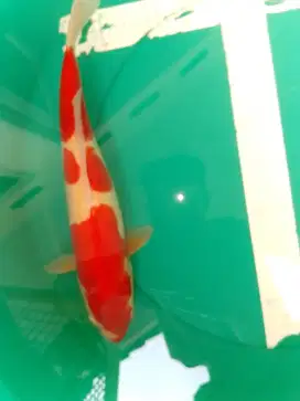 Ikan koi jenis KOHAKU DOITSU 42cm male