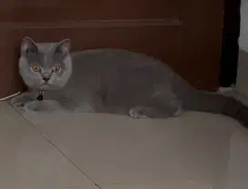 Betina british shorthair bsh british short hair