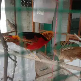 Golden pheasant