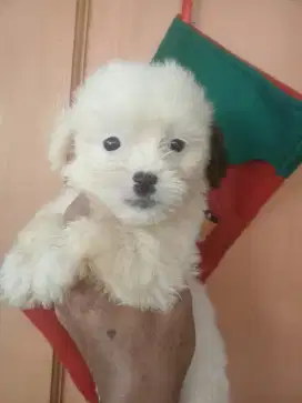 Anjing maltis x shihtzu maltese sitzu