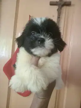 Anjing maltis x shihtzu maltese sitzu