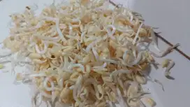 Karyawan pabrik tauge perempuan