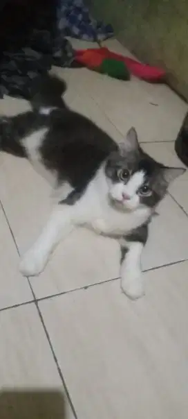 Jual kucing persia tabby buntut lebar