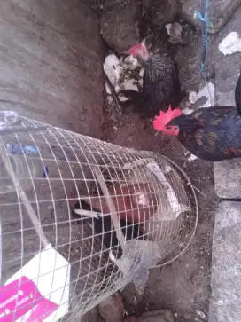 Ayam kate sepasang