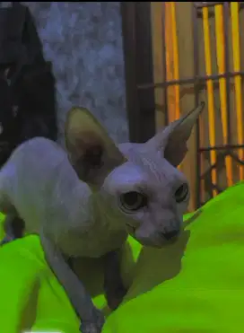 kucing sphynx betina