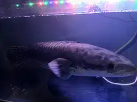 Di Jual Ikan Jenis Toman Ukuran Besar -  Panjang -/+ 70 cm