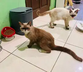 Kitten ragdoll c bsh cinamon