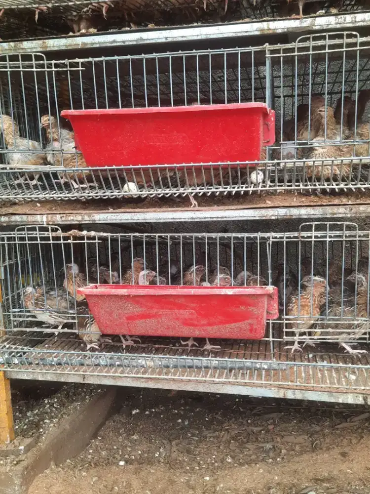 Jual Murah Burung Puyuh Petelur dan Kandang