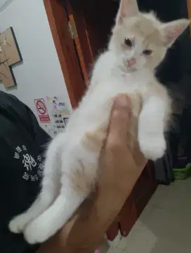 Kitten Persian Mix