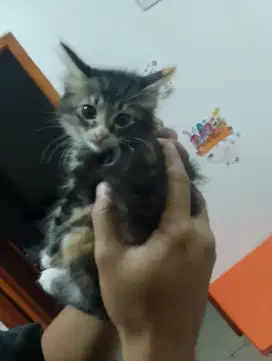 Kitten Persian Mix