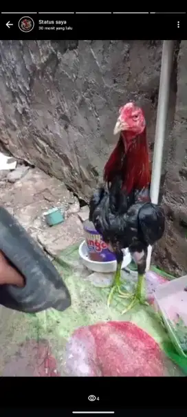 Ayam Bangkok x mangon