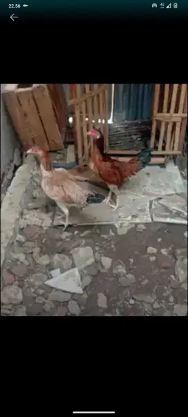 Ayam Bangkok mangon