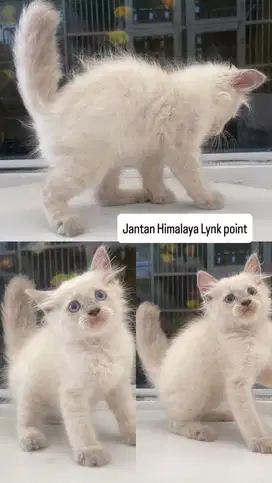 Kitten jantan himalaya lynk point