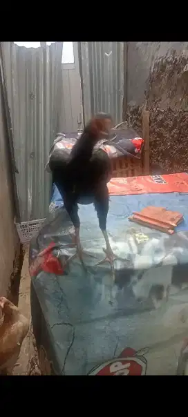 Ayam biang bangkok