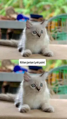 Kitten himalaya lynk point