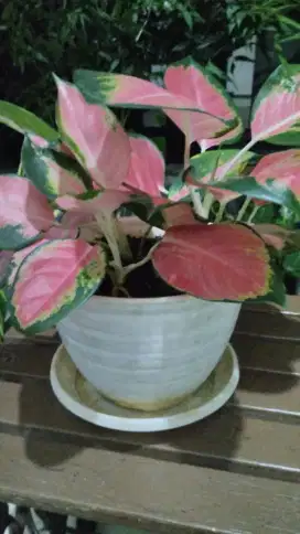Tanaman Aglonema