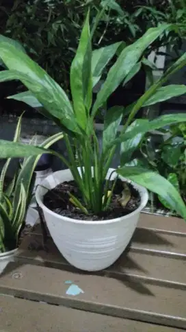 Tanaman bunga Lily