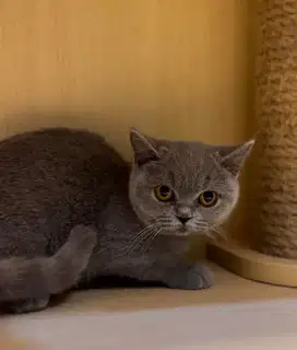 Kucing kitten British Shorthairr super premium