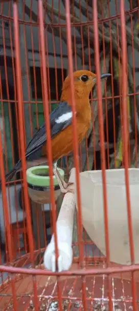 Anis merah pastol jual