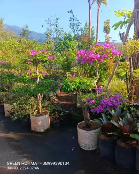 Penyuplai  Tanaman Hias - JABODETABEK