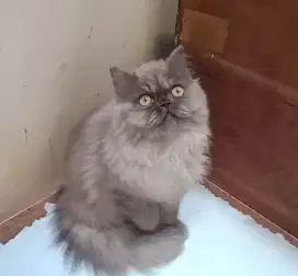 Persia flatnose longhair