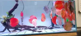 Dijual IKAN DISCUS MiX (take all) 24 ekor