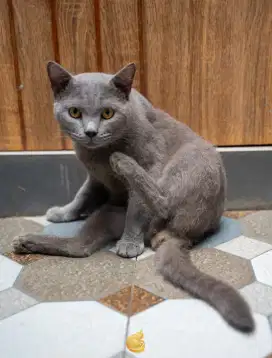 Open adoption bsh blue umur 13 bulan