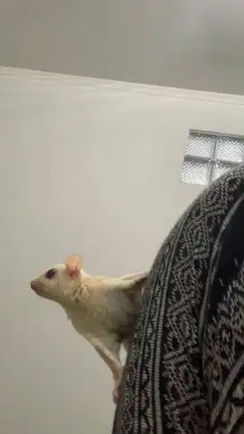 sugar glider creamino jantan, usia 2 bln, jinak total, mulus, terawat