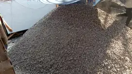 Koral cor / tensla