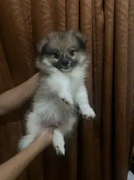 Anjing pomerian usia 2 bulan