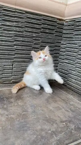 Kitten kucing persia