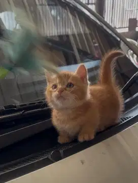 Kucing munchkin kaki pendek