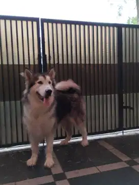 Alaskan malamute murah