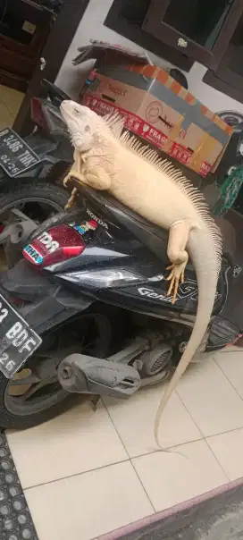 Iguana albino jumbo