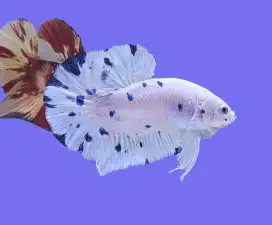 ikan cupang giant dot dot