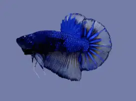 ikan cupang giant avatar