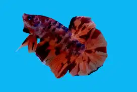 ikan cupang giant nemo