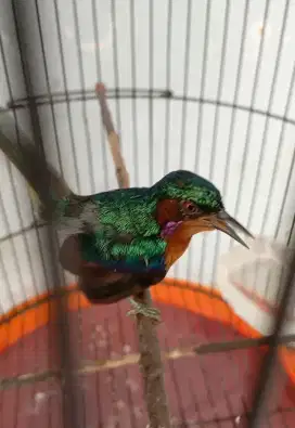 Burung ko wul Gacor jinak isian banyak untuk masteran murai
