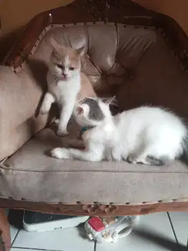 Kucing Betina borongan ..