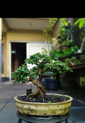 Jual bonsai hokiantea